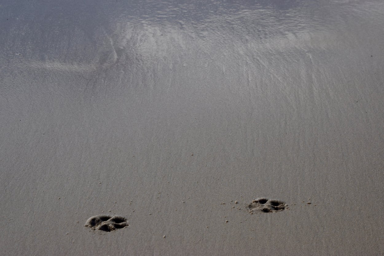 Fotspår i sanden.