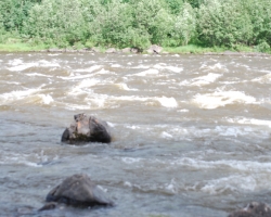Forsarna, här Vännforsen